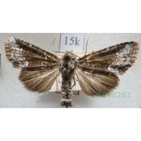 Oligia versicolor (Borkhausen, 1792) Czech15k